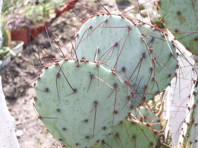 Opuntia horstii