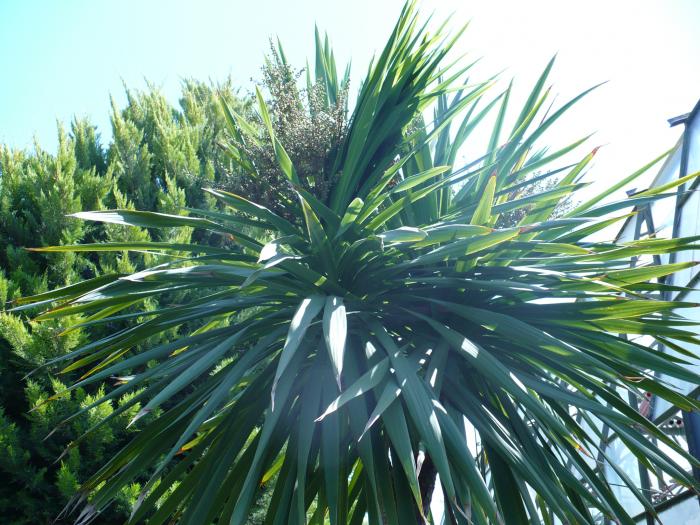 Flori de yucca