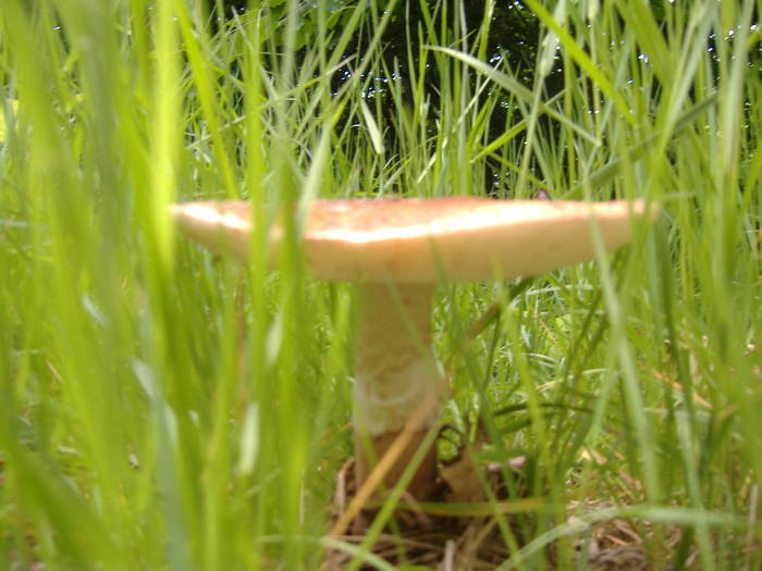 DSCF6077