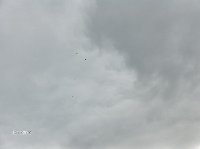 HPIM3893 - porumbeii