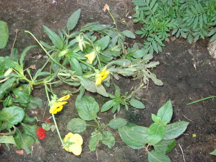 DSC09214