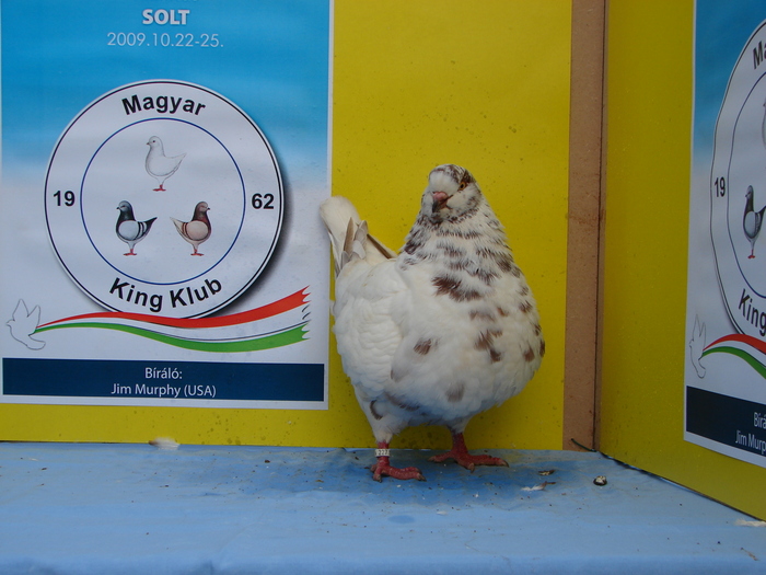 DSC00077 o-1; 100 euro,de vanzare
