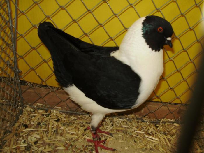 05969 modenezg 0