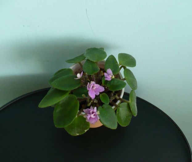 mini violeta involt roz-lila