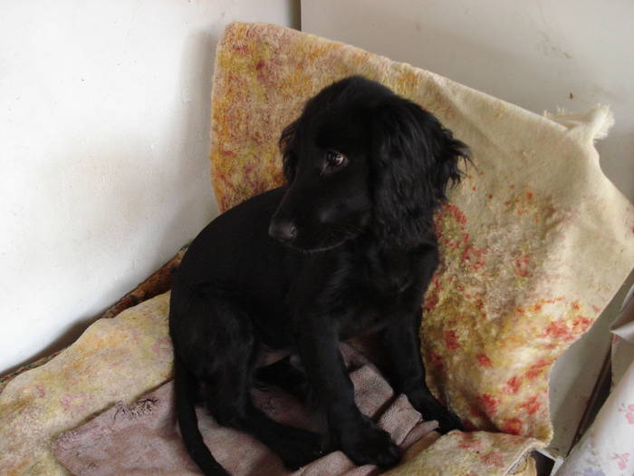 DSC09658 - ANIMALUTELE MELE