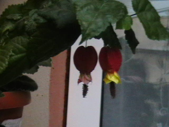 Picture 034