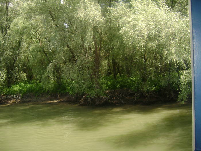 excursie delta dunarii 5062009 077 - EXCURSIE  in DELTA