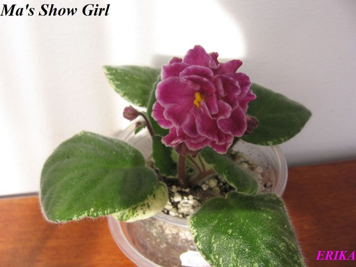 Ma's Show Girl 2009 okt 8 - Violete de colectie