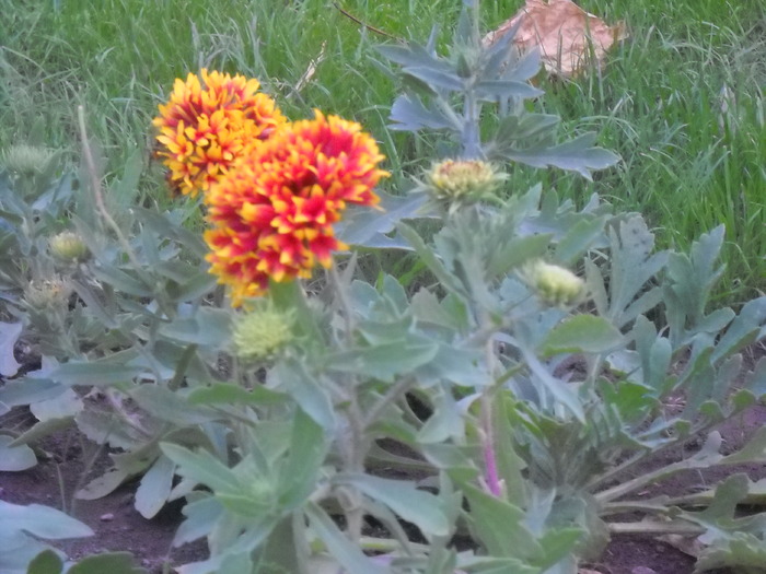 Picture 109 - flori dragute