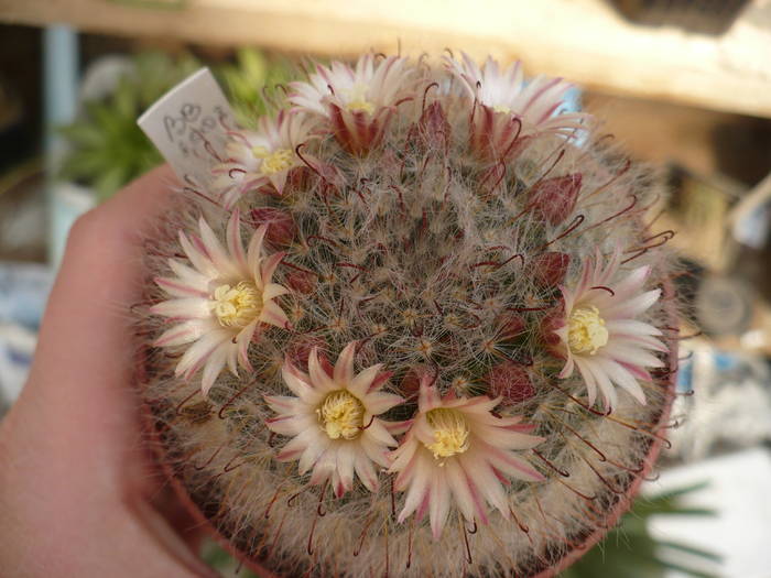 mamillaria leuchanta - Cactusi 2009