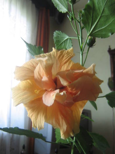 IMG_2279; hibiscus

