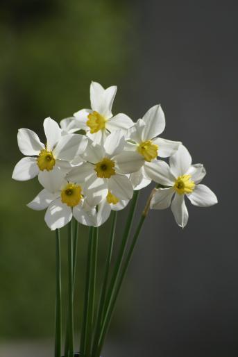 daffodils 