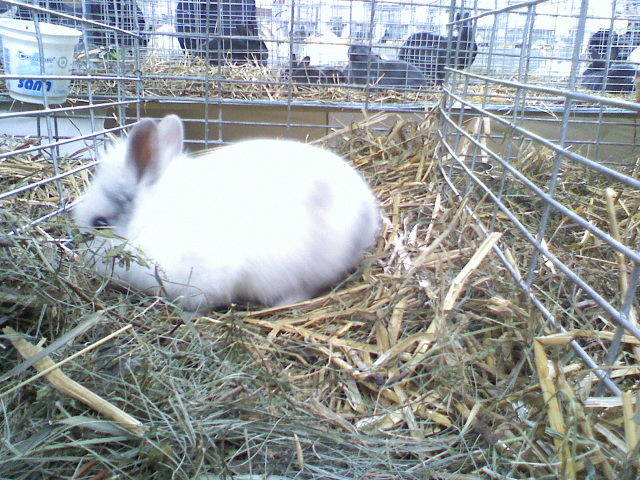 Copy (2) of 021509095945 - Expo Tg Secuiesc 15 02 09