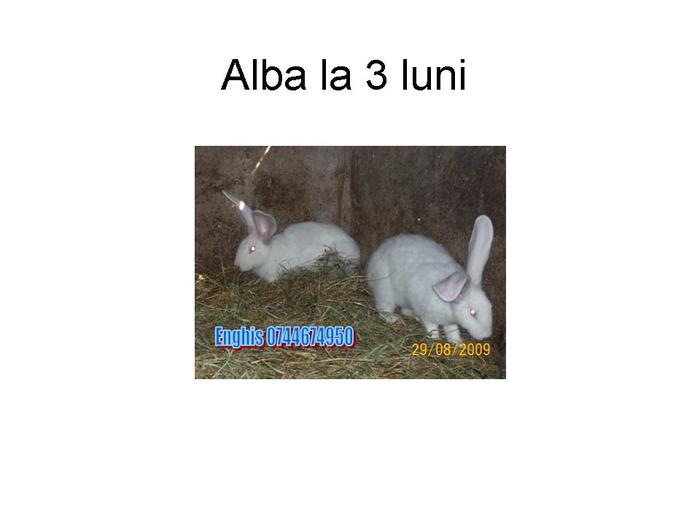 Alba la 3 luni