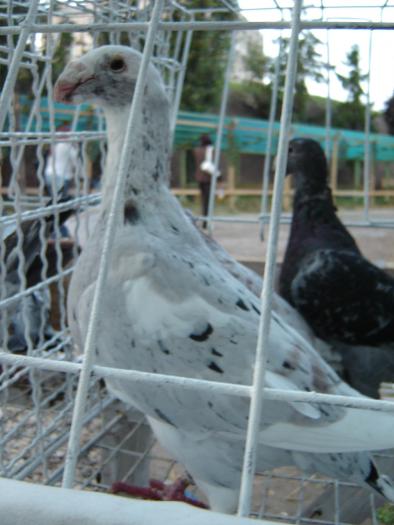 COLOMBE