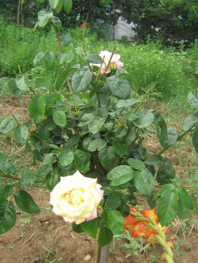 flori 396 - trandafiri