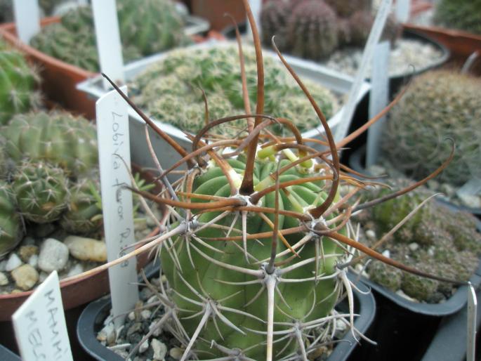 Lobivia ferox - CACTUSI - ANUL 2008