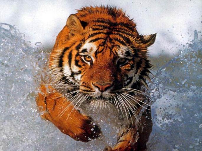 tigru feroce - camelutza 3000