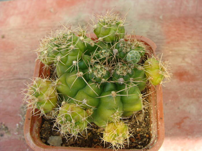 Gymnocalicium damsi - Gymnocalicium-Mammillaria