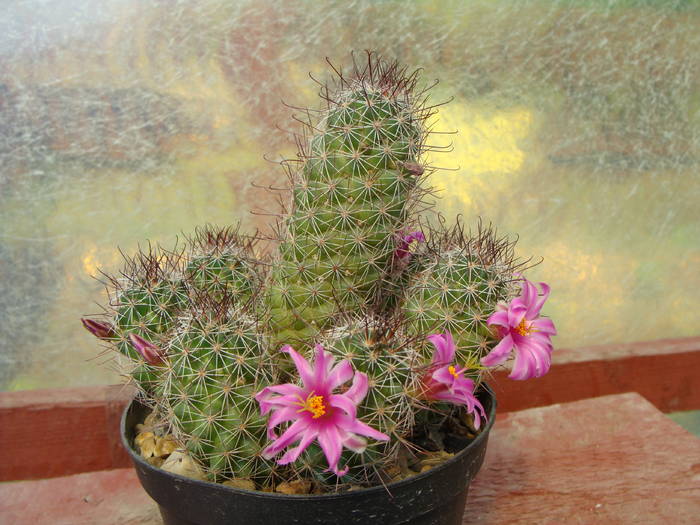 1. M. sheldonii - Gymnocalicium-Mammillaria