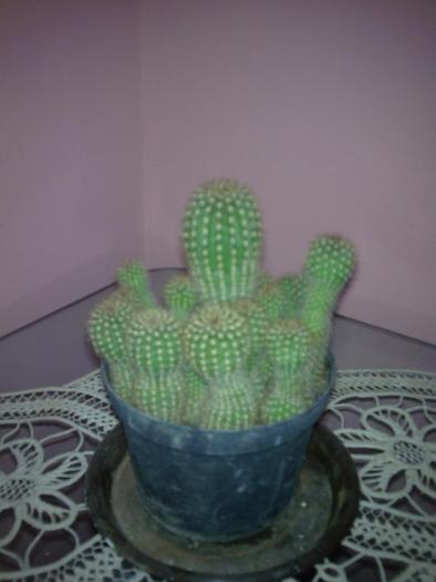 Imagine014 - cactusi si suculente