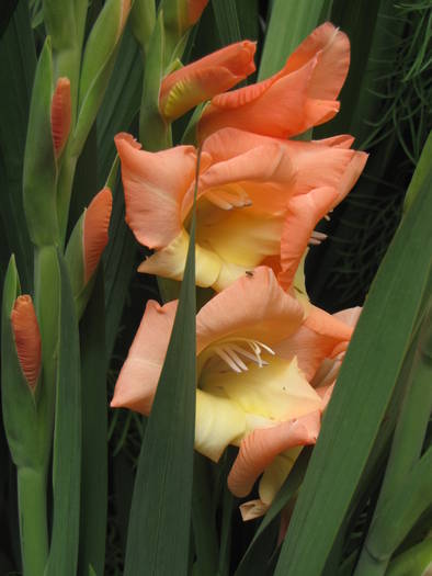 Gladiole pitice 13 iul 2009 (2) - gladiole