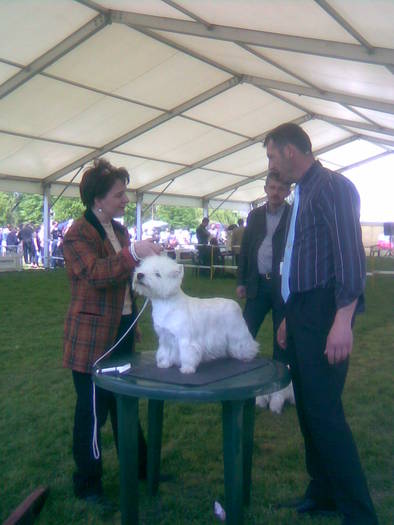 west highland white terrier - 7 Expo Canisa 2009