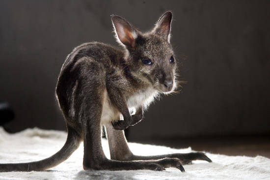 baby_kangaroo_4