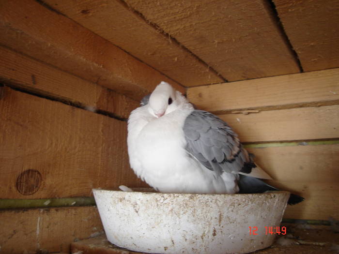 69 - C Porumbei Blueti si Satineti Vechi