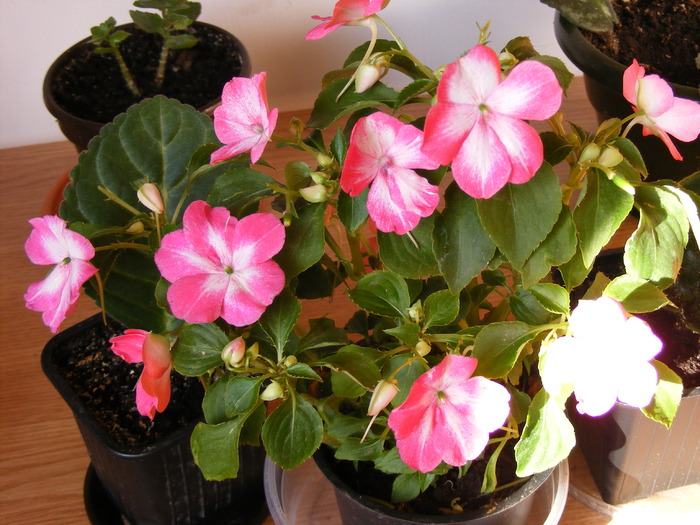 SPORUL CASEI(IMPATIENS)