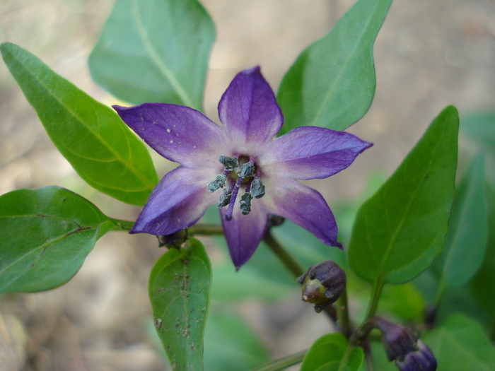 Black Chili Pepper Flower (2009, Aug.12)