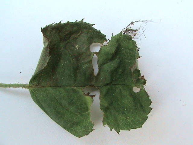 frunze cazute (2)