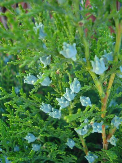 Thuja occidentalis (2009, May 08)