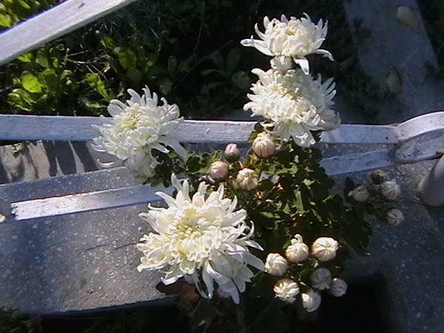 IMGA0922 - alte plante 2009