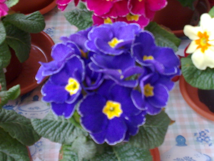 PRIMULA