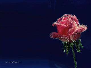 rose1_nature