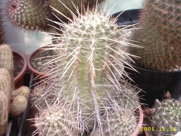 71-Lobivia schafferi - cactusi