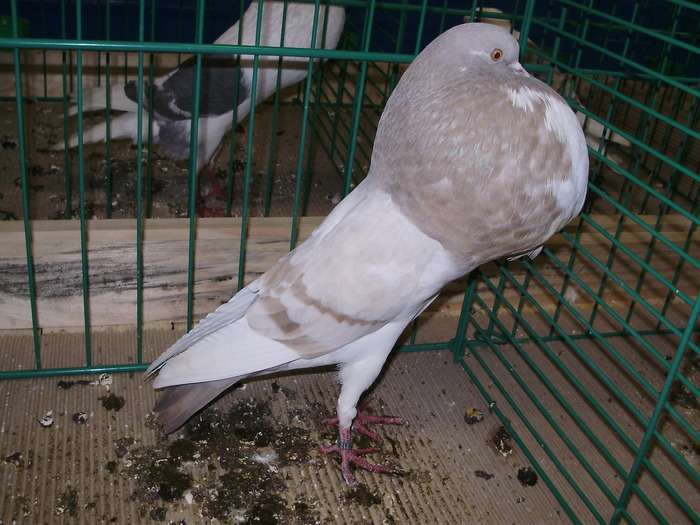 9050 nk 0 - 1507 partea 3b