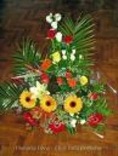 imagesCAED4USO