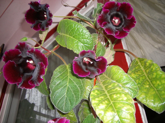 Gloxinia mov inchis-in Septembrie