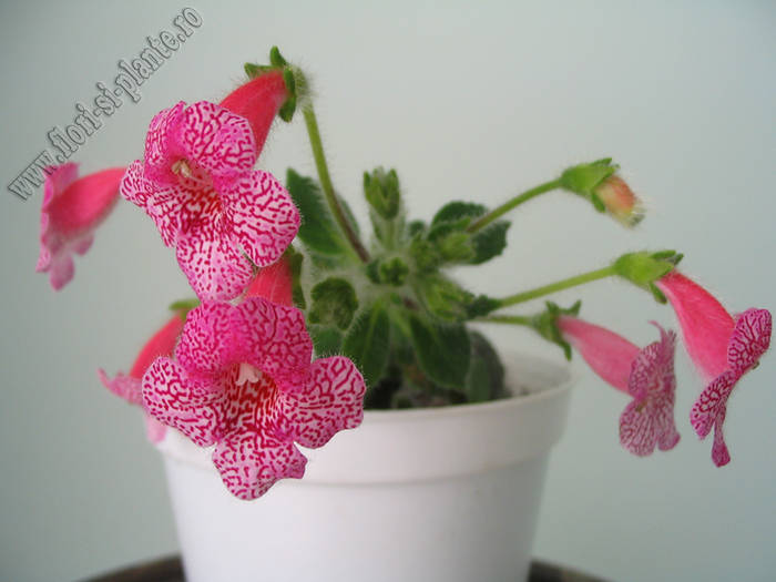 Kohleria Laura 2