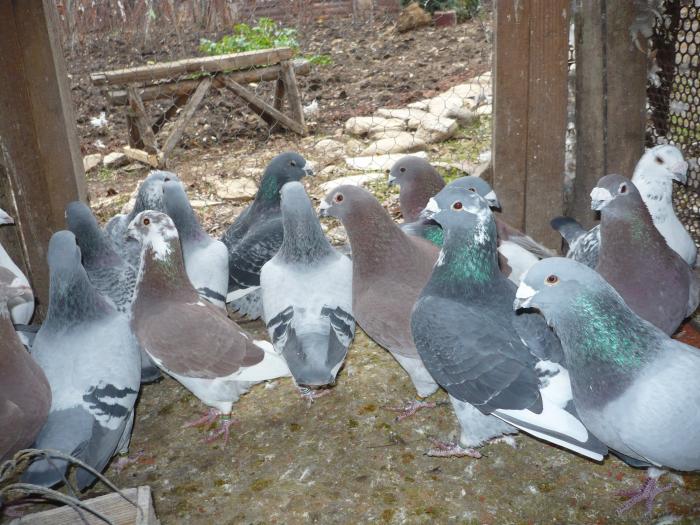 Picture 085 - costelg_ porumbei-standarde fosti si actuali