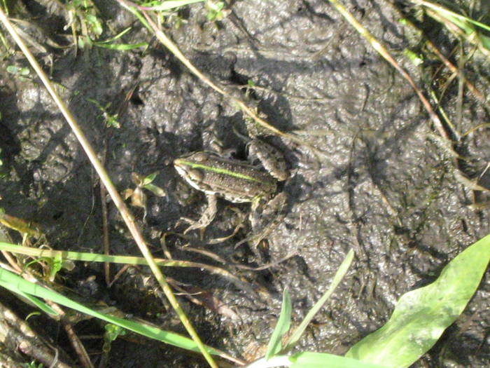 IMG_3497 - salcim I si II 2009