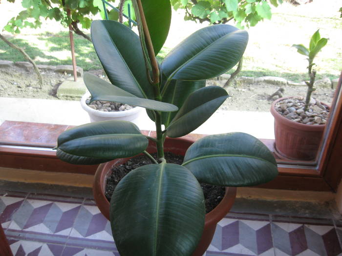 FICUS - FLORI