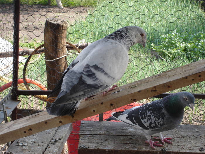 136 - E Porumbei Voiajor Standard Vechi