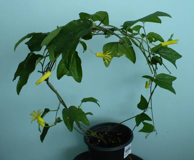 P1150036 - Passiflora