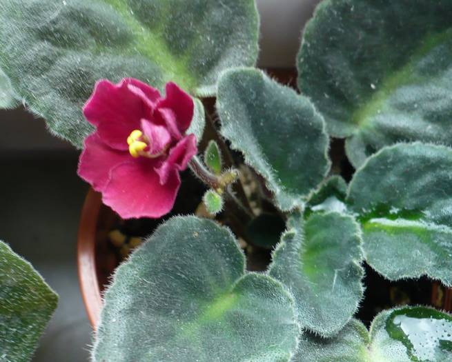 P1140367 - Saintpaulia - violete de camera