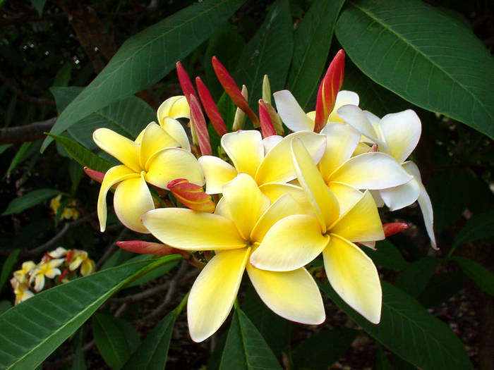 plumeria