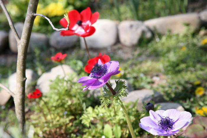 anemone1