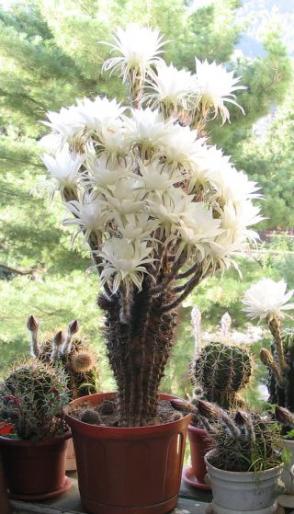 cactus intreg mics - plante diverse - nu imi apartin